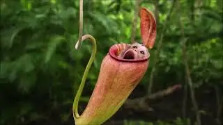 Deadly Flora: Exploring the Most Dangerous Plants in the World/dangerous plants