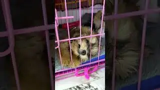 Crate Training My Puppy| Her First Night sleeping in her Crate 🥹is hard