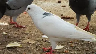 A WHITE PIGEON AMONG PIGEONS