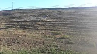 Fuel city zebras!