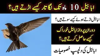 Common swift || Bird that can fly up to ten 10 months continuously || 10 mahine tk urny wala parinda