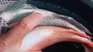 cara membedakan ikan nila jantan dan ikan nila betina