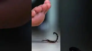 The Deadly Fat-tailed Scorpion 💀 Lethal Predator of the Desert! #wildlife #animalfacts #scorpion