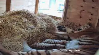Rare Amur Tiger Cubs Born at Knowsley Safari - Take a Look Inside the Cubbing Den 🐯🐯
