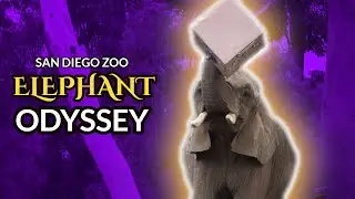 Elephant Odyssey |  San Diego Zoo