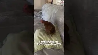 Chickens are just dogs with feathers! #cuteanimals #chicken #pets #funnyshorts #aw