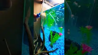 What&rsquo;s an aquarium check valve?! Do you use them? #hdaquatics #fishtank #aquarium #fish #tips #guppy