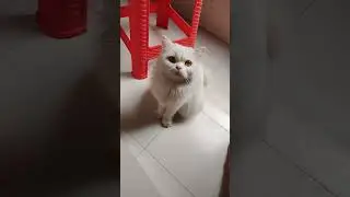 #viralshortvideo #cat #whitecat #cutecat