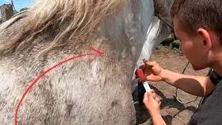 When trimming HORSE HOOVES, it was necessary to take a BLOOD TEST from the horse
