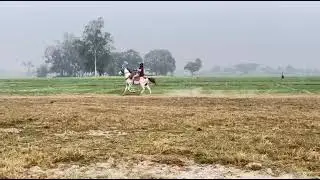 घोड़ा तैयारी विडियो देखिए 🐎🐎🚩#horse #horseracing #horseriding 