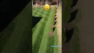 Mesmerizing Stripes 😯 #diylawn
