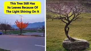 Badass Trees That Refuse To Die No Matter What