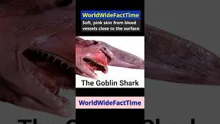 The Rare Deep-Sea Goblin Shark