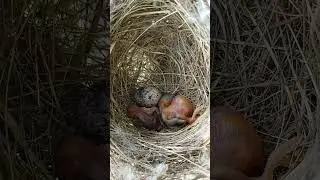 Himalayan bulbul bird babies (P 15) #shorts #shortvideo #shortsfeed #trendingshorts #short