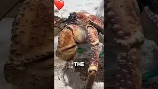 Top 3 Largest Crabs yawning 🦀 #1 is HUGE! #Shorts