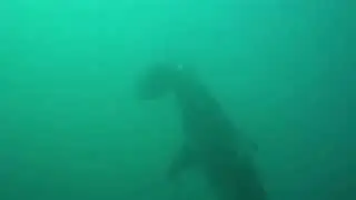 Baited dive on Protea Banks with Tiger shark in murky water