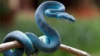 Snake Footage || Snake video || No Copyright || HD Video