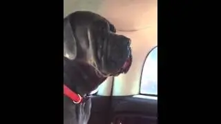 Neo mastiff jaw chattering over female on heat
