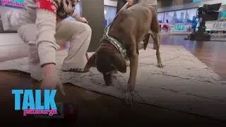 Keeping dogs engaged even when it's cold outside