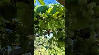 Bagging grapes #vegetable garden #syntropy #garden #orchard