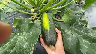 HARVESTING ZUCCHINI ( LIVING IN THE COUNTRYSIDE )