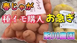 春じゃが種イモ購入　駒川農園　26.1.12