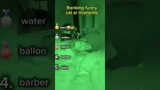 Ranking Top5 funny cat ai moments - number 1 is crazy😂👑 #ranking #funny