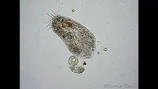 Hypotrich ciliate (Stylonychia sp.)