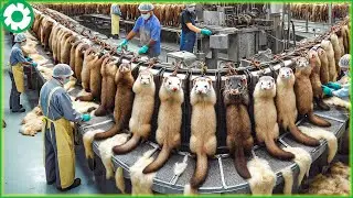 Transporting Mink This Way - Harvesting and Processing of Mink Fur | Agriculture Technology