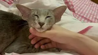 【喵可酱】宝 我今天去输液了 输的什么液 想你的夜 #东方短毛猫 #Shorts
