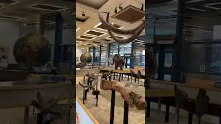 Wooly mammoth #mammoth #history