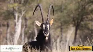 Stud Game Breeders - Tembani - Lot 78 - Ruvuma 48 7/8