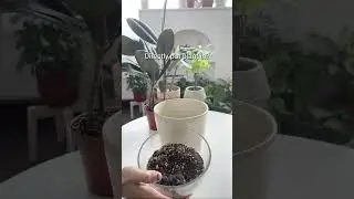 What to do if your favorite pot doesn't have a drainage hole? 🤔 #shorts #bestplantfriend #houseplant