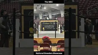 Breeders Showcase December 2025 Miller & Chupp's getting it done. #auction #horse #indiana