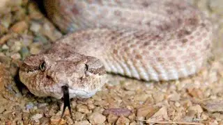 Meet the Mojave Desert sidewinder | World Snake Day