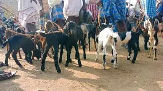 ரூ₹1000முதல் ஆட்டு குட்டி கிடைக்கும்| Ranipet goat market, goats
