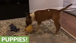 Dog loves to violently shake his toys