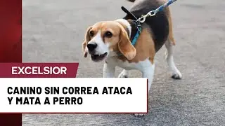 Muerte de perrito por otro can pone en debate el uso de correa en paseos