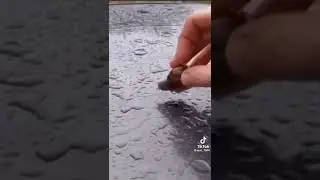 caracol veloz