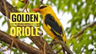 #Indian Golden Oriole Calling #(Oriolus kundoo)#Indienpirol, #Orop&eacute;ndola India,#Rigogolo indiano,