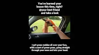 Being spit on by an alpaca! You've learned your lesson now, right?