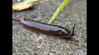 Snails Vs Slugs!