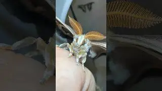 Samia Eri Silk Moth.. Mini LIFECYCLE #silkmoth #lifecycles