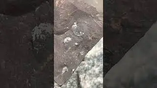 Fossil Clam Shells from Whitby! #viral #fossil #shell #jurassic