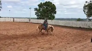 Aparta&ccedil;&atilde;o Dual Spark filly