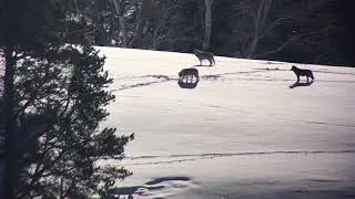 Junction Butte Wolves Walking Through Snow in Yellowstone National Park