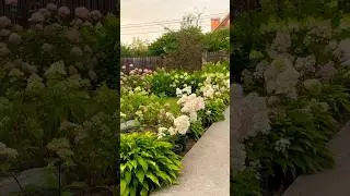 best hydrangeas in the world #hydrangea#hortensia#гортензія#гортензия#garden#flowers#сад#paniculata