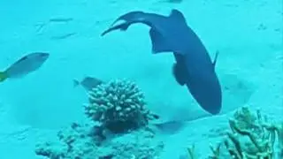 Pesce Napoleone e Balestra