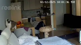 He is so fast for a senior cat with arthritis