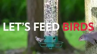 Droll Yankees&reg; Yankee Flipper&reg; Squirrel-Proof Bird Feeder